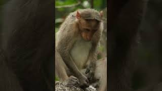 Monkey Masturbating Video Male Monkey Masturbation Cool Monkey At His Self Enjoyment Mood 