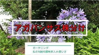 アガパンサス Youtube
