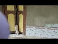 White gsd searching for mommy gsd