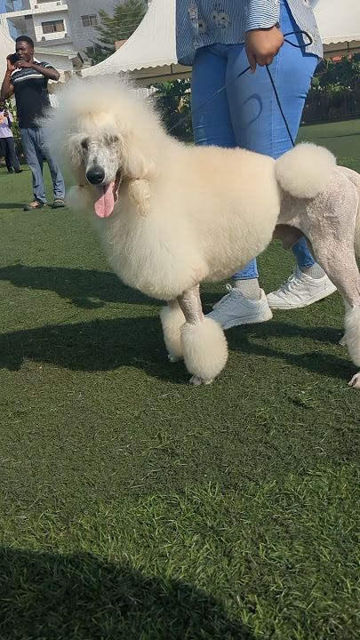 Everybody loves this poodle #shorts #dog #poodle