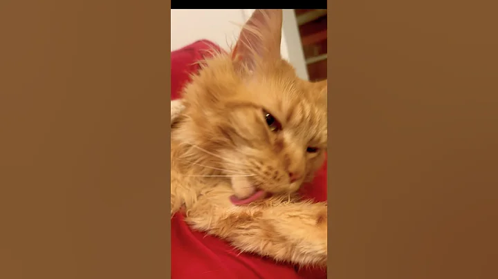 Video 8143071: mainecoon cats cute catlover, mainecoon cat grooming, mainecoon cute kittycat