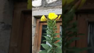 Azan Oxunanda Acilan Gul