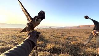 Spotted-tinamou dog pointing and a beautiful peregrine stoop. Tiercel cassini 16/06/22 by Marcos Cruz 2,228 views 1 year ago 2 minutes, 42 seconds