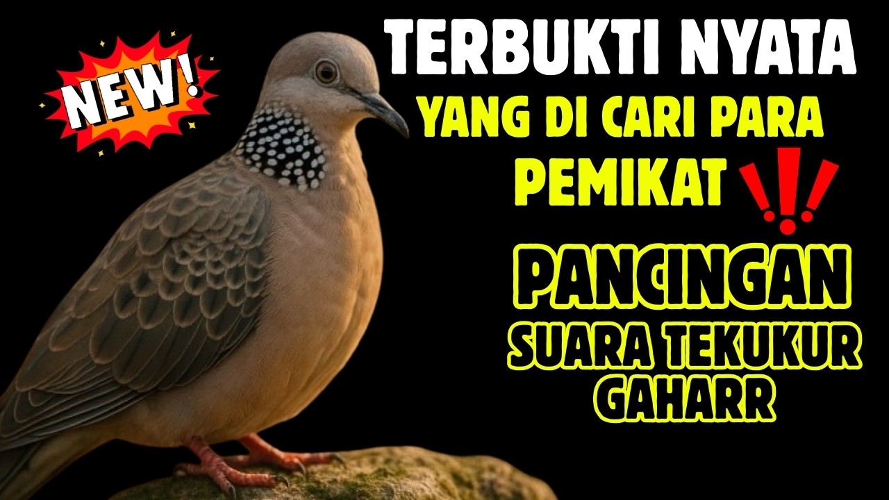 Suara Tekukur Gacor Terbaru 2026 Cocok Untuk Pancingan Dan Pikat | SUARA TEKUKUR ALAM