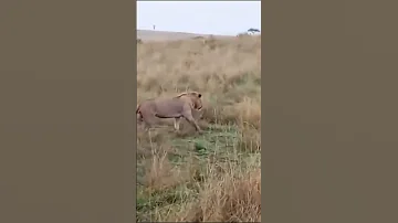 Topi Boy Vuli And Moja On Patrol Lions Lionking Wildlife Masaimara Nature Bigcat Lion 