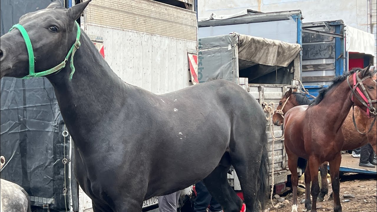 АСПБОЗОРИ ЛЕНСКИ РАЙОН 🐴🐴АСПИ КАЛОН ДА БОЗОР МУРД🐴🐴🥲🤕🤕