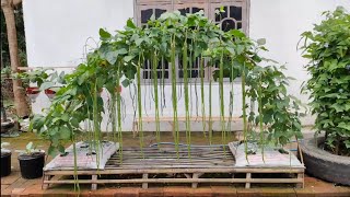 cara menanam kacang panjang dilahan sempit || how to plant green long beans in narrow land