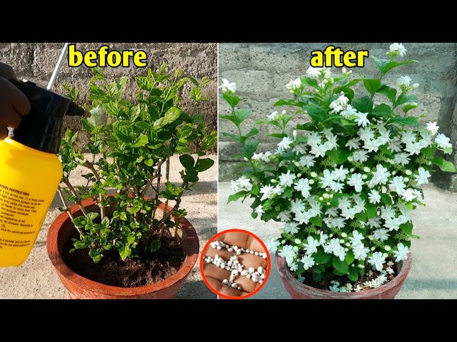 prepare of mogra jasmine like this for uncountable flowers | mogra | jasmine class=
