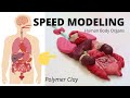 SPEED MODELING/ Organes Corps Humain / Polymer Clay /  human body organs