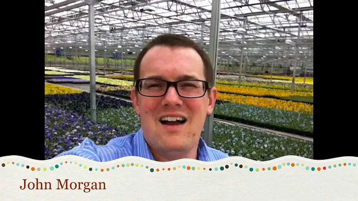 Pansy Facts and Care Tips