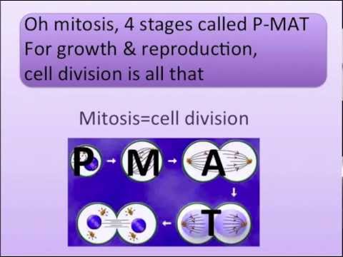 Mitosis Song