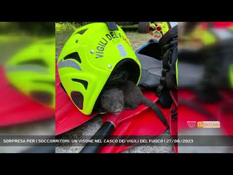 SORPRESA PER I SOCCORRITORI: UN VISONE NEL CASCO DEI VIGILI DEL FUOCO | 27/06/2023