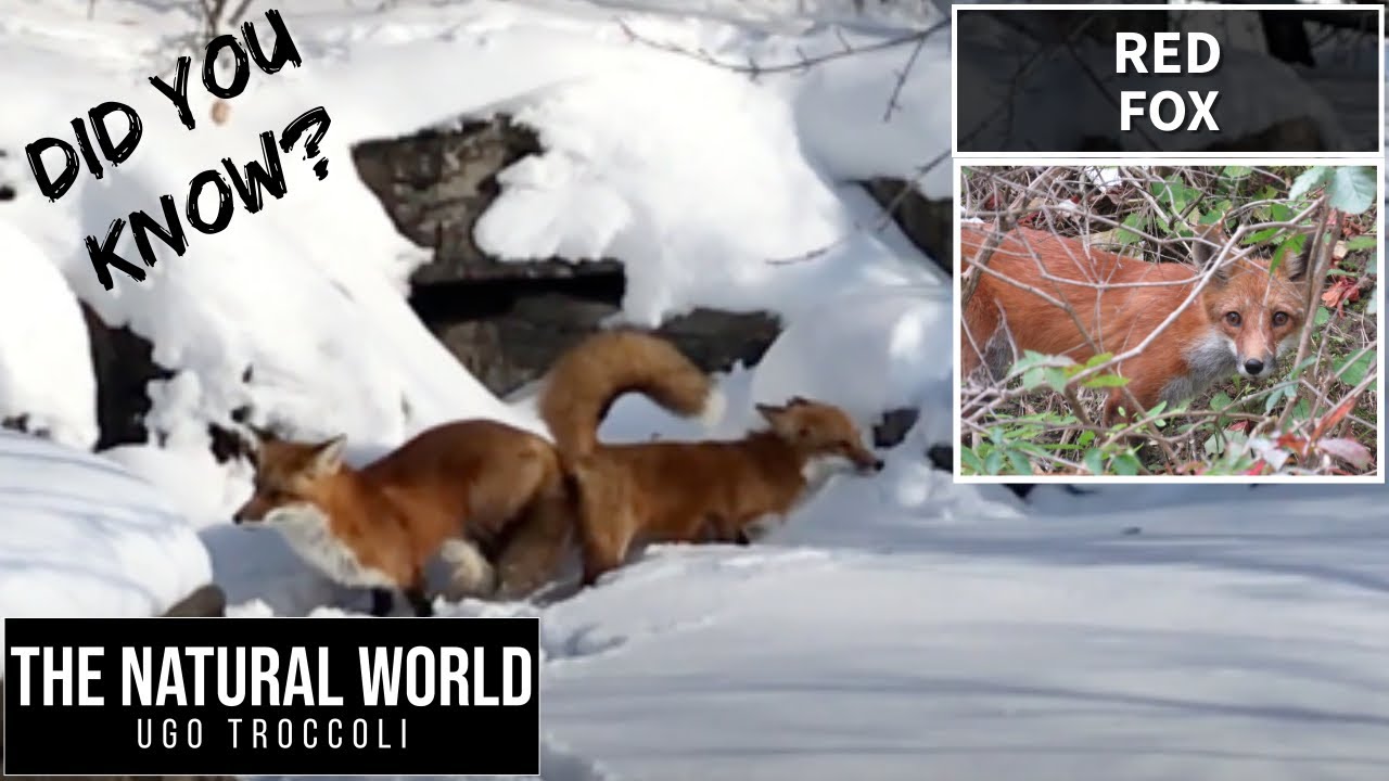 Nature's Love Story Red Foxes Mating in the Snow YouTube