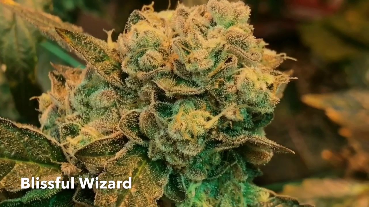 Blissful Wizard Weed Giantweed