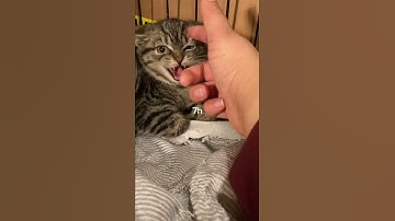 Trying to pet spicy kitten’s belly ❤️ #kittenrescue #feralkitten #kitten