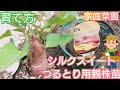 さつまいも/シルクスイートつるとり用親株苗の育て方/家庭菜園/2021年