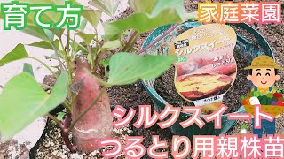 さつまいも/シルクスイートつるとり用親株苗の育て方/家庭菜園/2021年