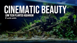 4 Months Update of a Low-Tech Planted Tank in 4K Cinematic Beauty