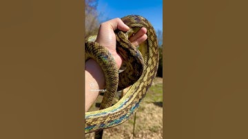 Merauke Scrub Python