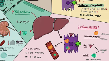 ¿Qué análisis de sangre muestran la función hepática y renal?