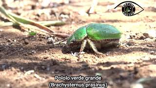 Pololo verde grande (Brachysternus prasinus)