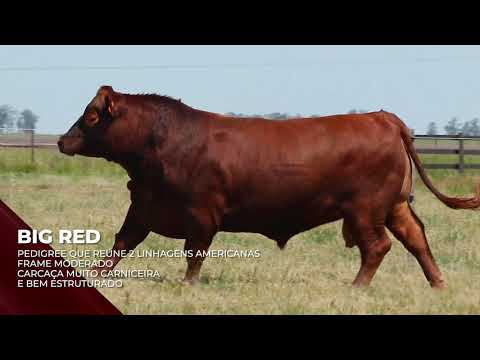 Touro Big Red - Red Angus indicado para IATF - RENASCER BIOTECNOLOGIA VIDEO