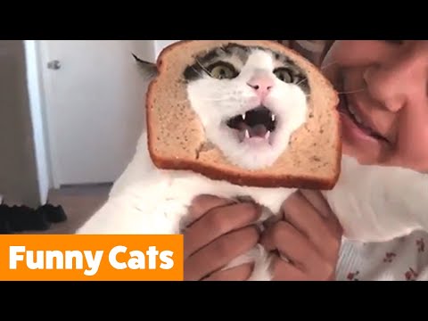 funniest-cute-cats-|-funny-pet-videos