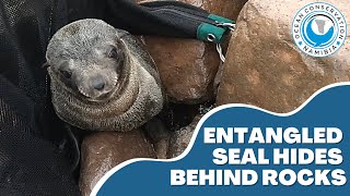 Watch Seal Hide video