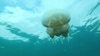 Dive Derawan