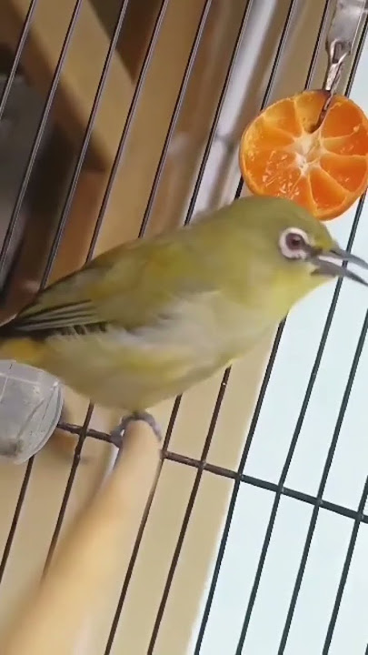 Tembakan Rapat Burung Pleci Dakun Ciremai #shorts