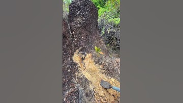 Đào cây sim bonsai gặp mùa trái chín #bonsai #quái #câysim #hoasim