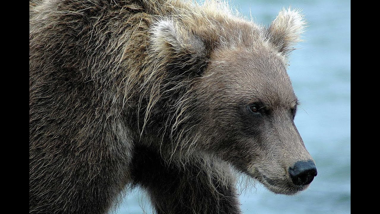 Хороший медведь видео. Офигевший медведь. Медведь лучше орла. Мишка офигеть мишка офигеть. Офигевший медведь в Суздале.