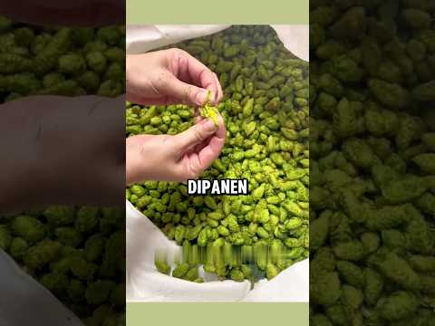 سر طعم البيرة يكمن في هذه الزهرة 