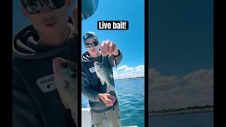 Big baits on a Santee Rig for catfish! #fishing