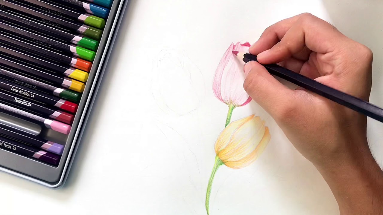 Easy tulip pencil color tutorial | beginner’s pencil color tutorial