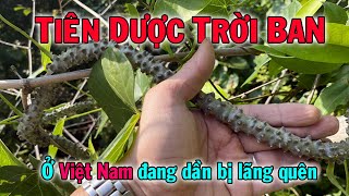 Cây được cả thế giới ca tụng, nhưng đang bị lãng quên ở Việt Nam | THAODUOC.NET