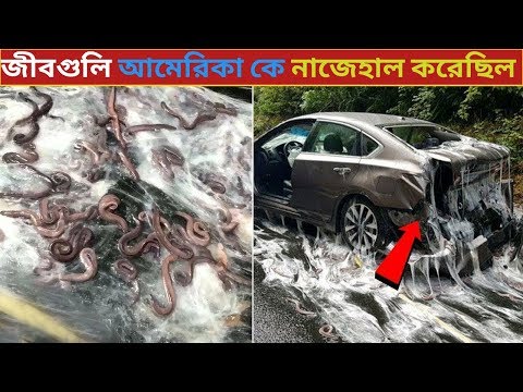 ভিডিও: স্কঙ্কস কি দিনে বের হওয়া উচিত?