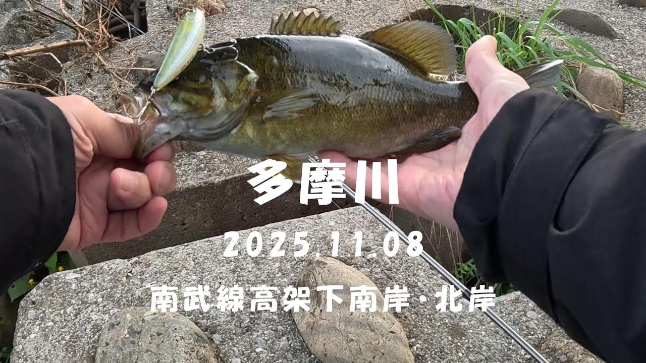 【釣り】 多摩川 20251108 【秋爆？】