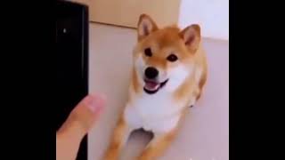 Dog Listening To Music