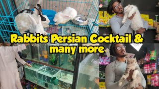 Sarah pet's store in Hyderabad kishanbagh | rabbits chicks cocktail cat's & exotic fishes available