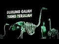 Benarkah burung ini punah setelah datangnya manusia  elephant bird burung gajah