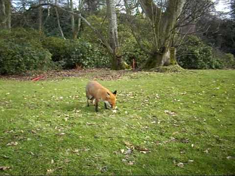 Reidy The Fox Whisperer is at it again!