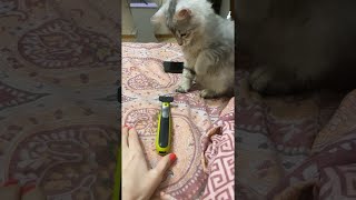 Cat Investigating Razor Jumps Wildly || ViralHog