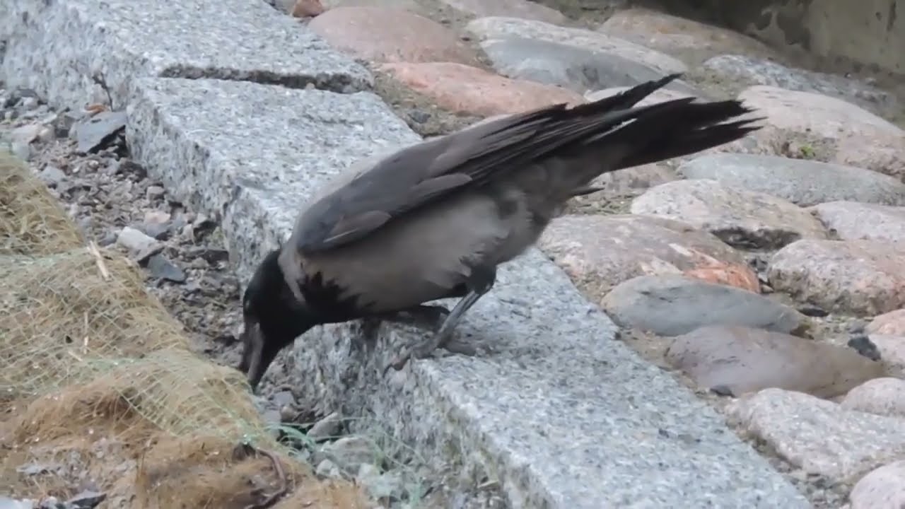 Серая ворона — Corvus corone cornix