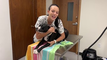 Intro to Veterinary Technology Restraint