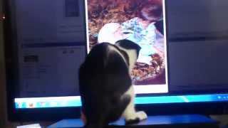 Cute cat attacking pc-mouse