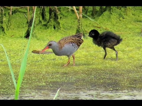 Video: Turcha - Vodní Peří