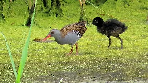 Co je ekologie živočichů?