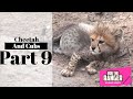 Cheetah And Cubs Part 9: Feeding In The Afternoon