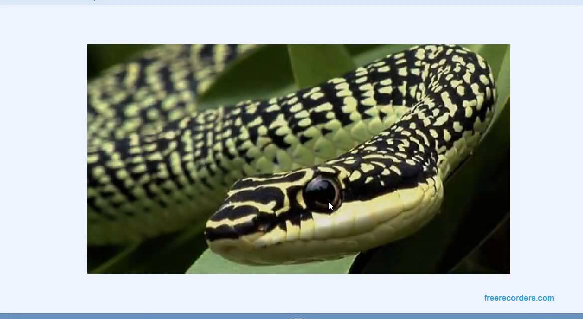 knowledge base Herpetology- Basic facts you need to know about snakes